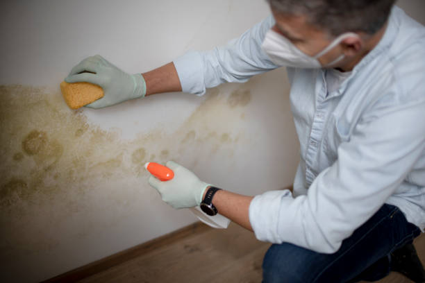 Best Professional Mold Removal  in USA